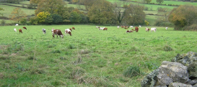 cows in a field eating near ashover